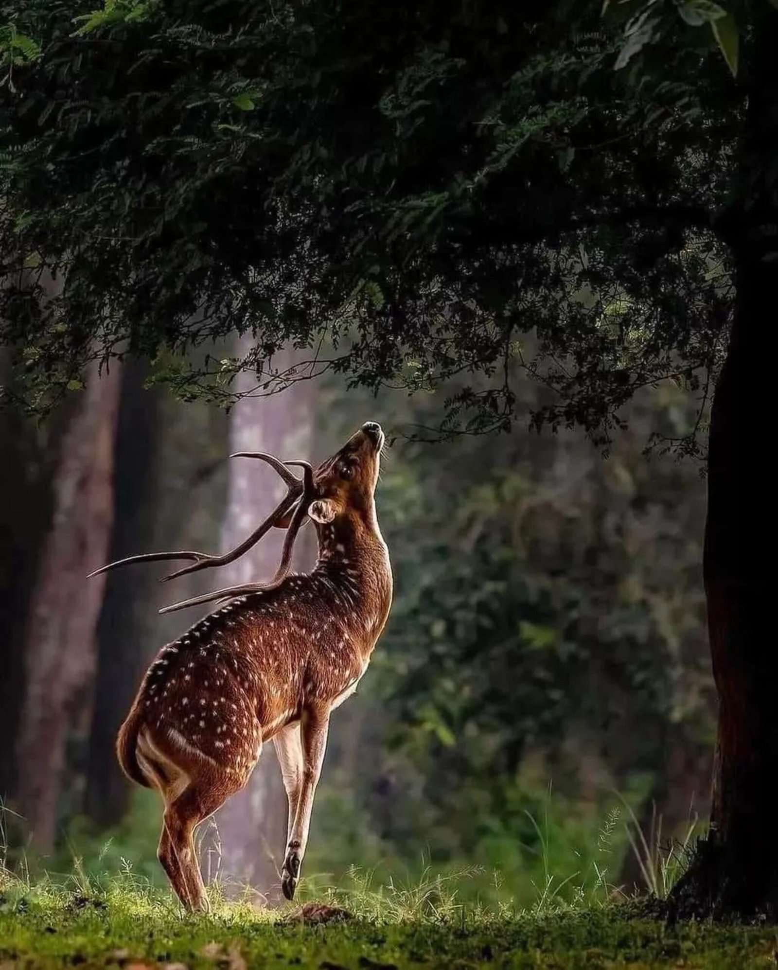 a couple of deer standing on top of a lush green field