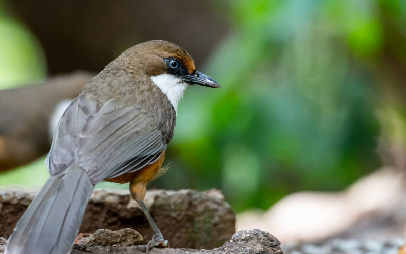 a brown and white bird standing on a rock